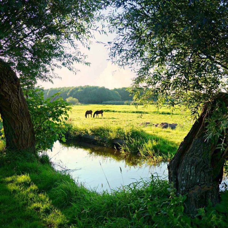Voorpootrecht Nederlandse boeren