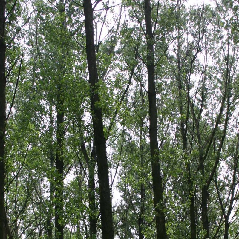 Versterkt Landschap Klomp